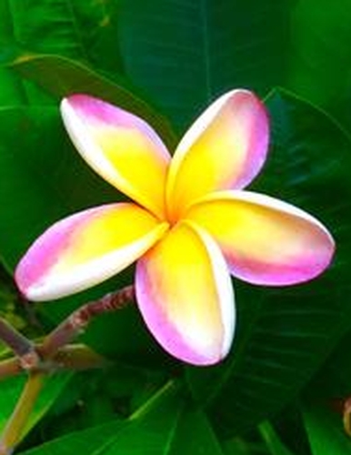 Rainbow Plumeria